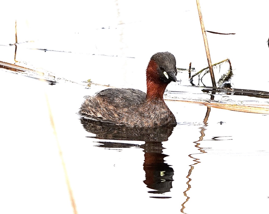 little grebe